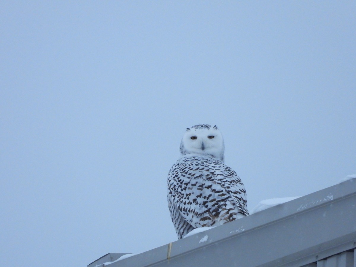 לילית שלג - ML646992830