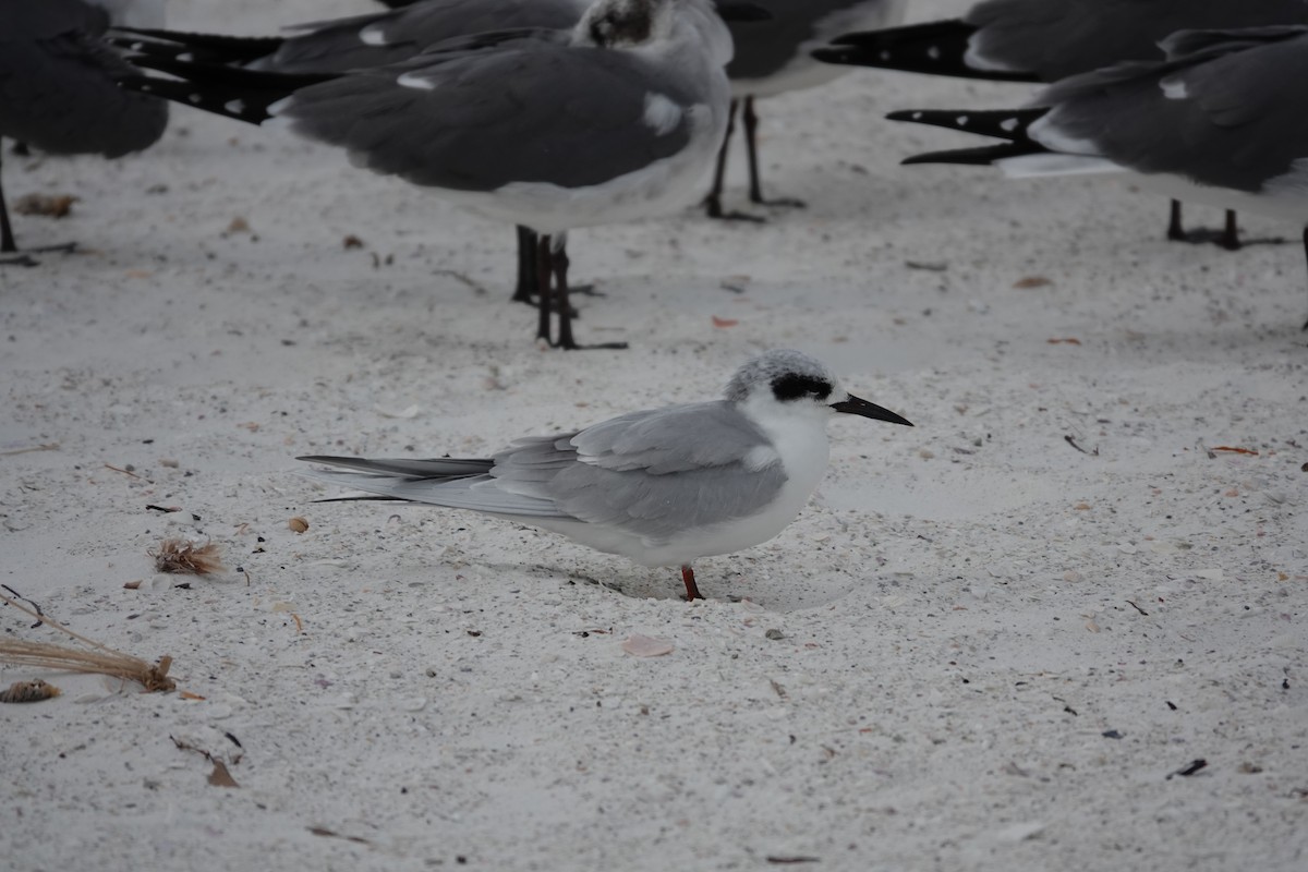 Forsterseeschwalbe - ML646992831