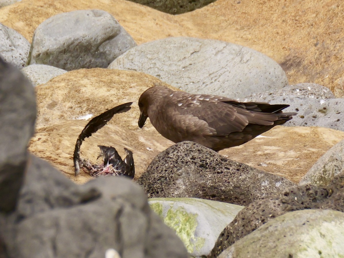 ミナミオオトウゾクカモメ - ML646992832