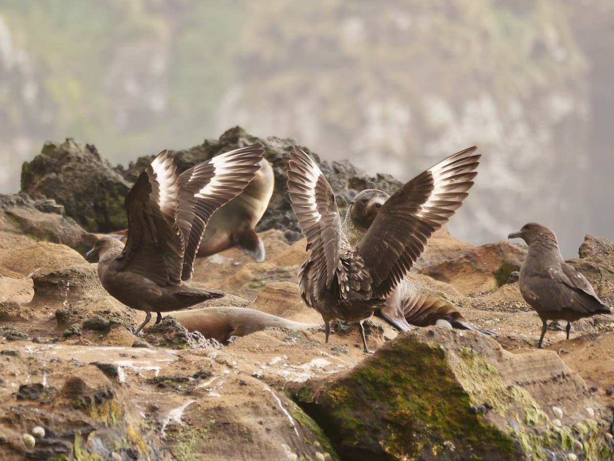 ミナミオオトウゾクカモメ - ML646992833