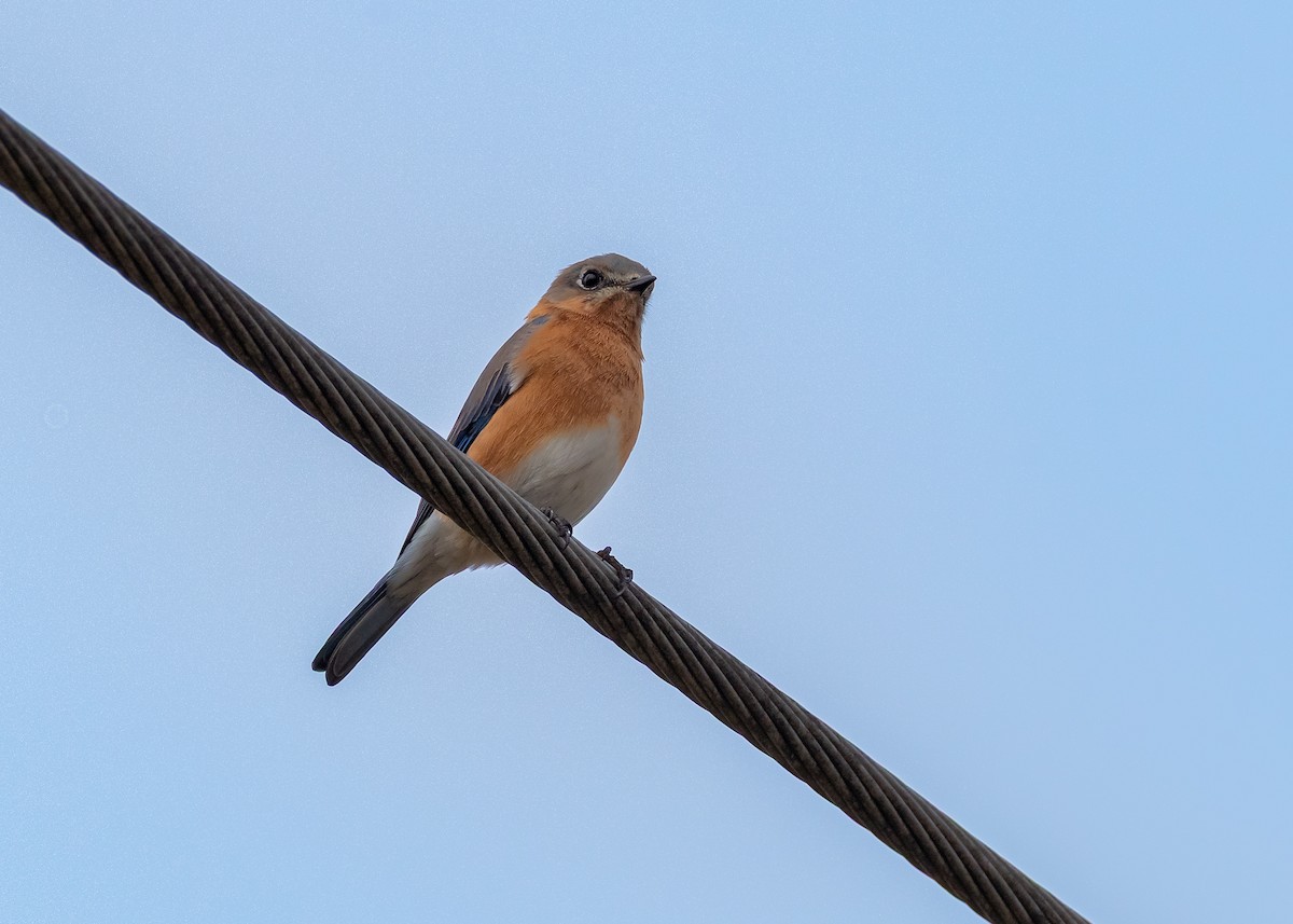 Восточная сиалия - ML646992837