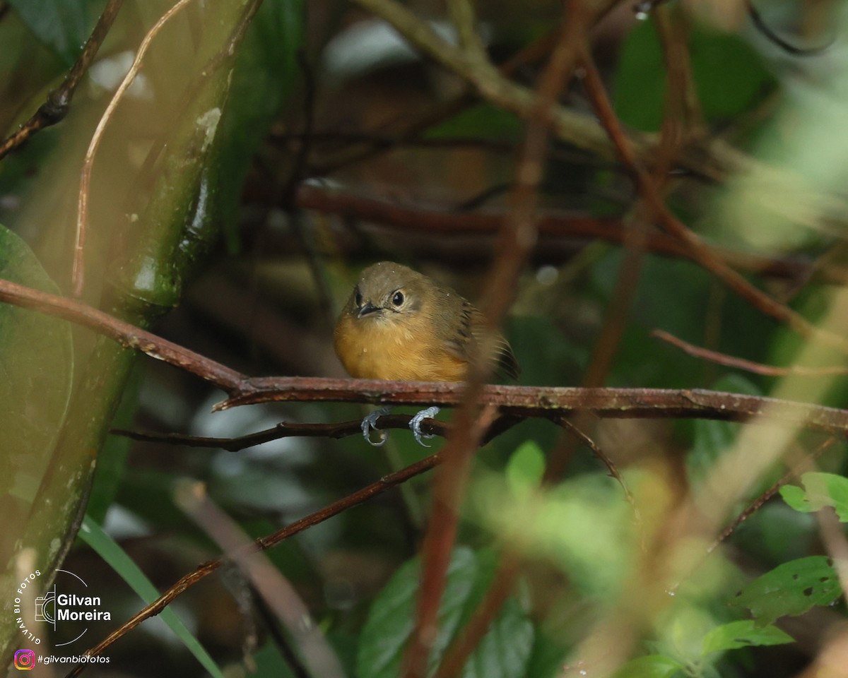 Бразильская муравьянка - ML646992844