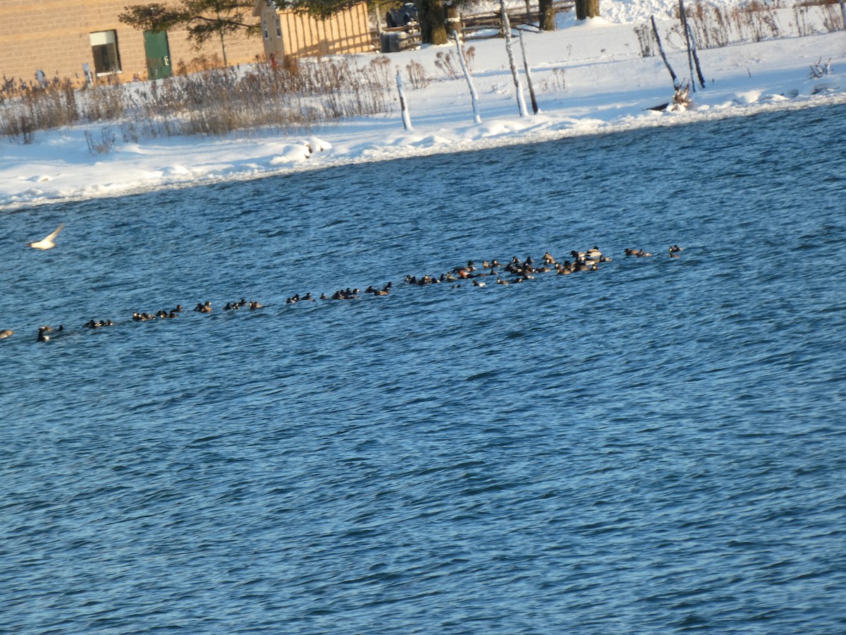 Greater Scaup - ML646992845