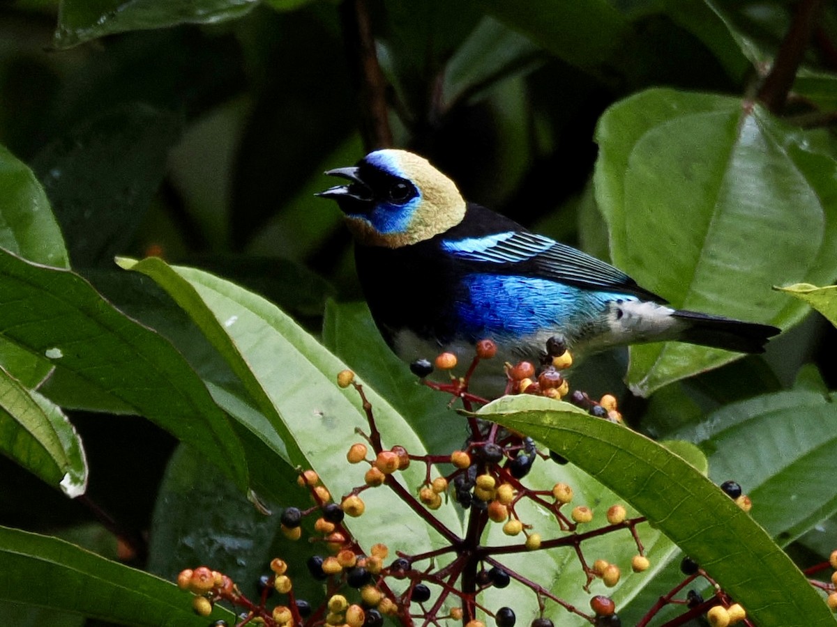 Golden-hooded Tanager - ML646992846