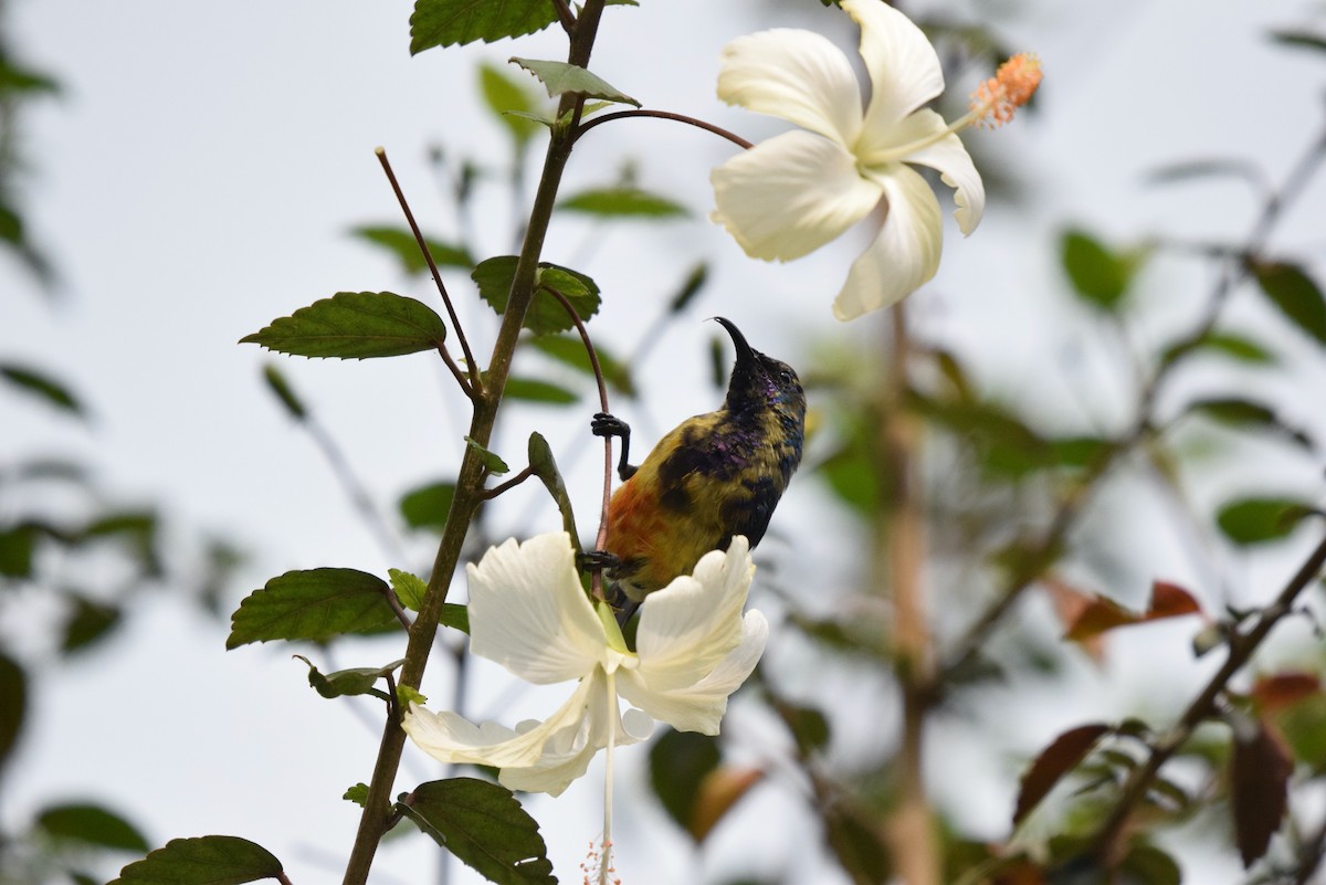 Ziernektarvogel - ML646992852