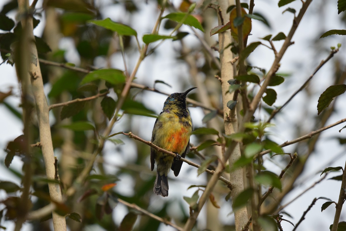 Ziernektarvogel - ML646992853