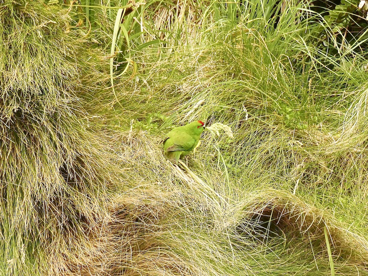 ライシェックアオハシインコ - ML646992855