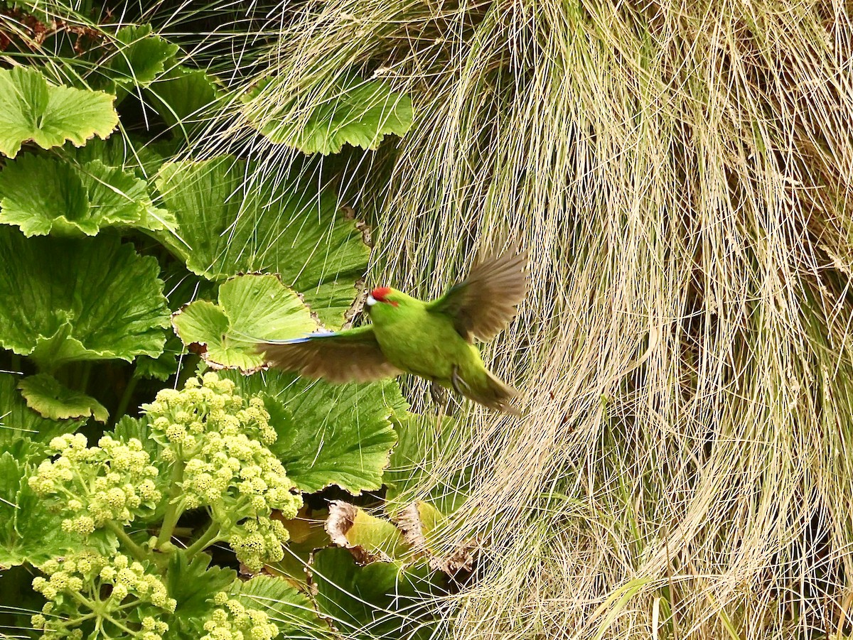ライシェックアオハシインコ - ML646992856