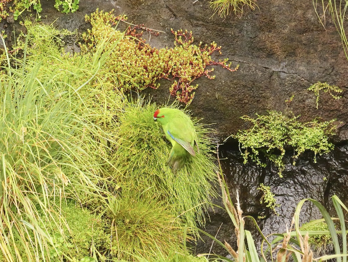 ライシェックアオハシインコ - ML646992857