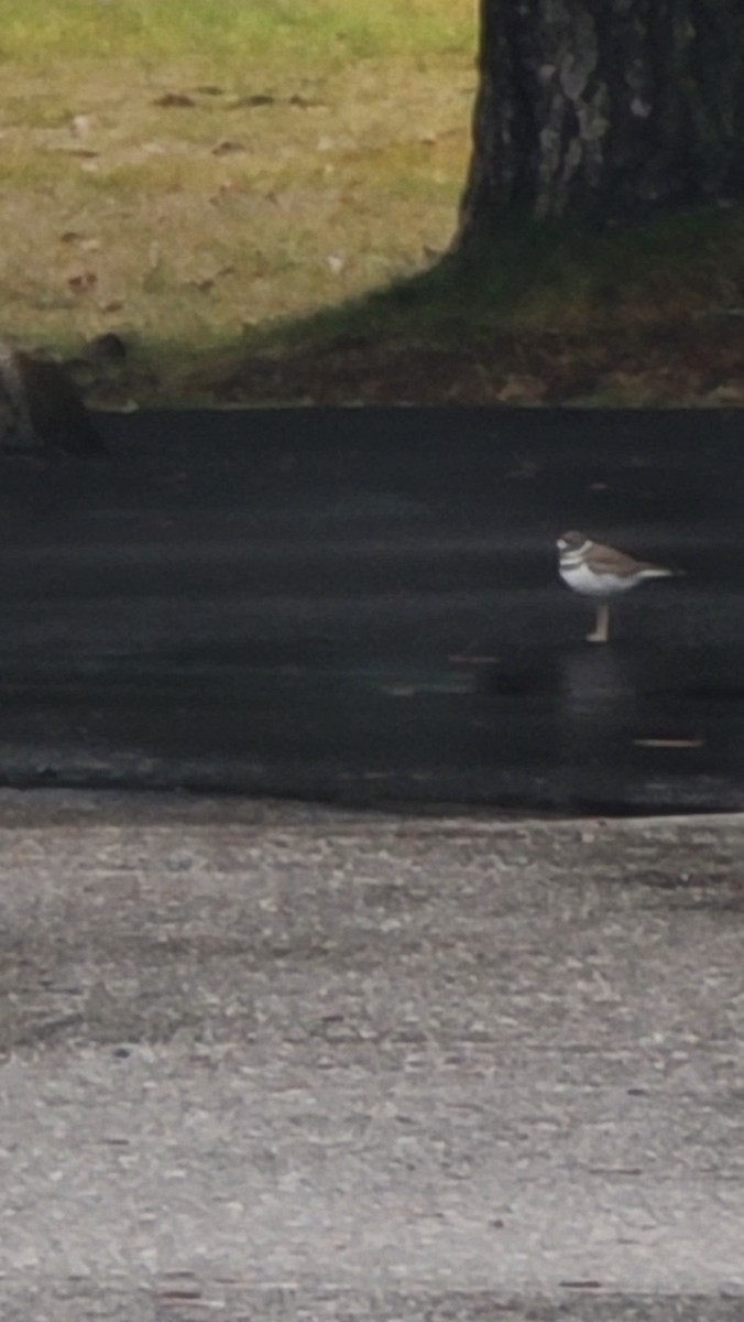 フタオビチドリ - ML646992858