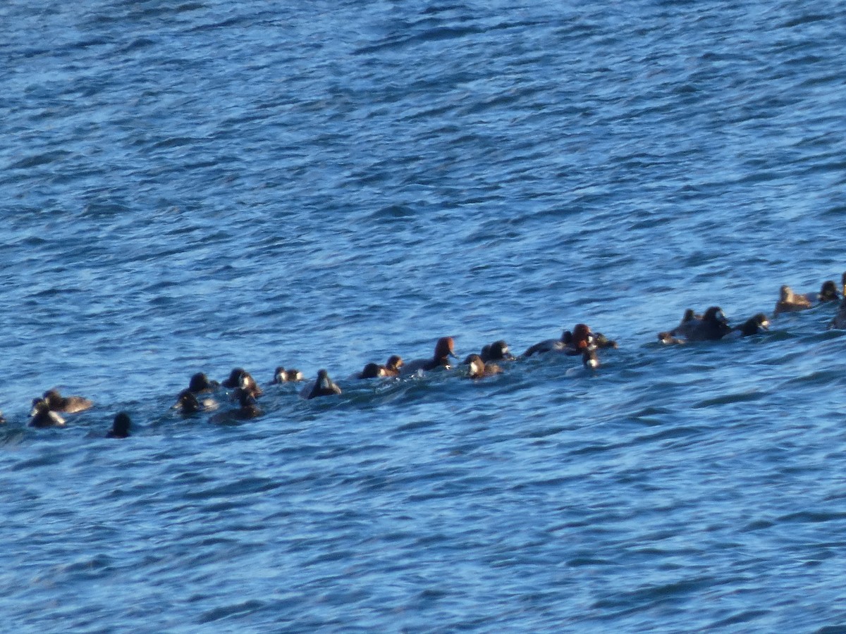 Greater Scaup - ML646992859