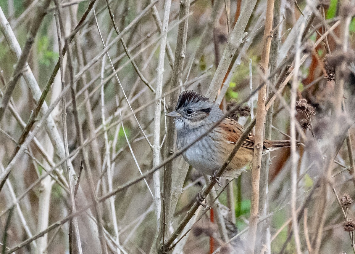 Болотная зонотрихия - ML646992860