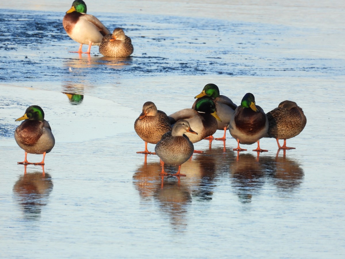 Canard colvert - ML646992861