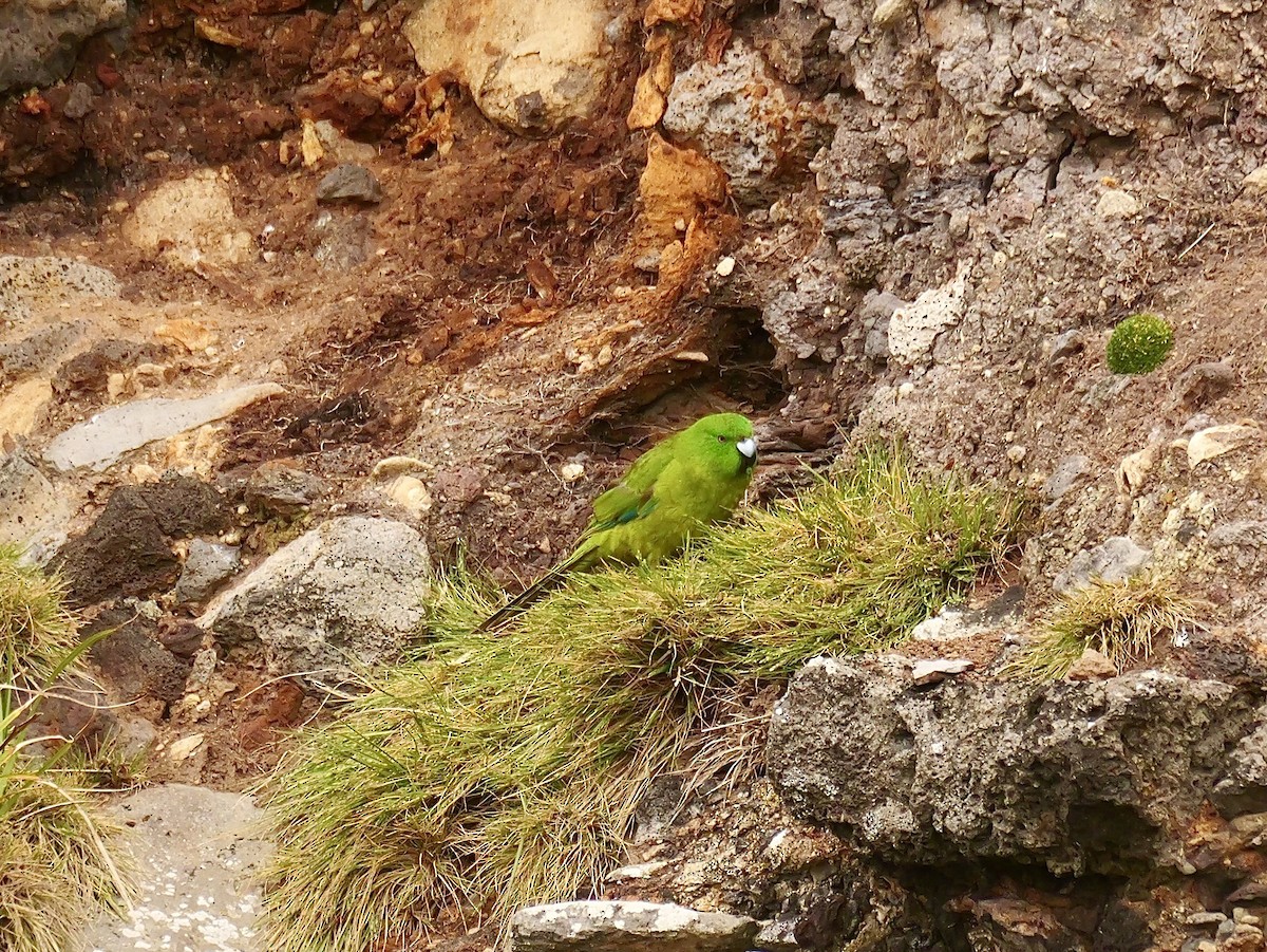 ムジアオハシインコ - ML646992863