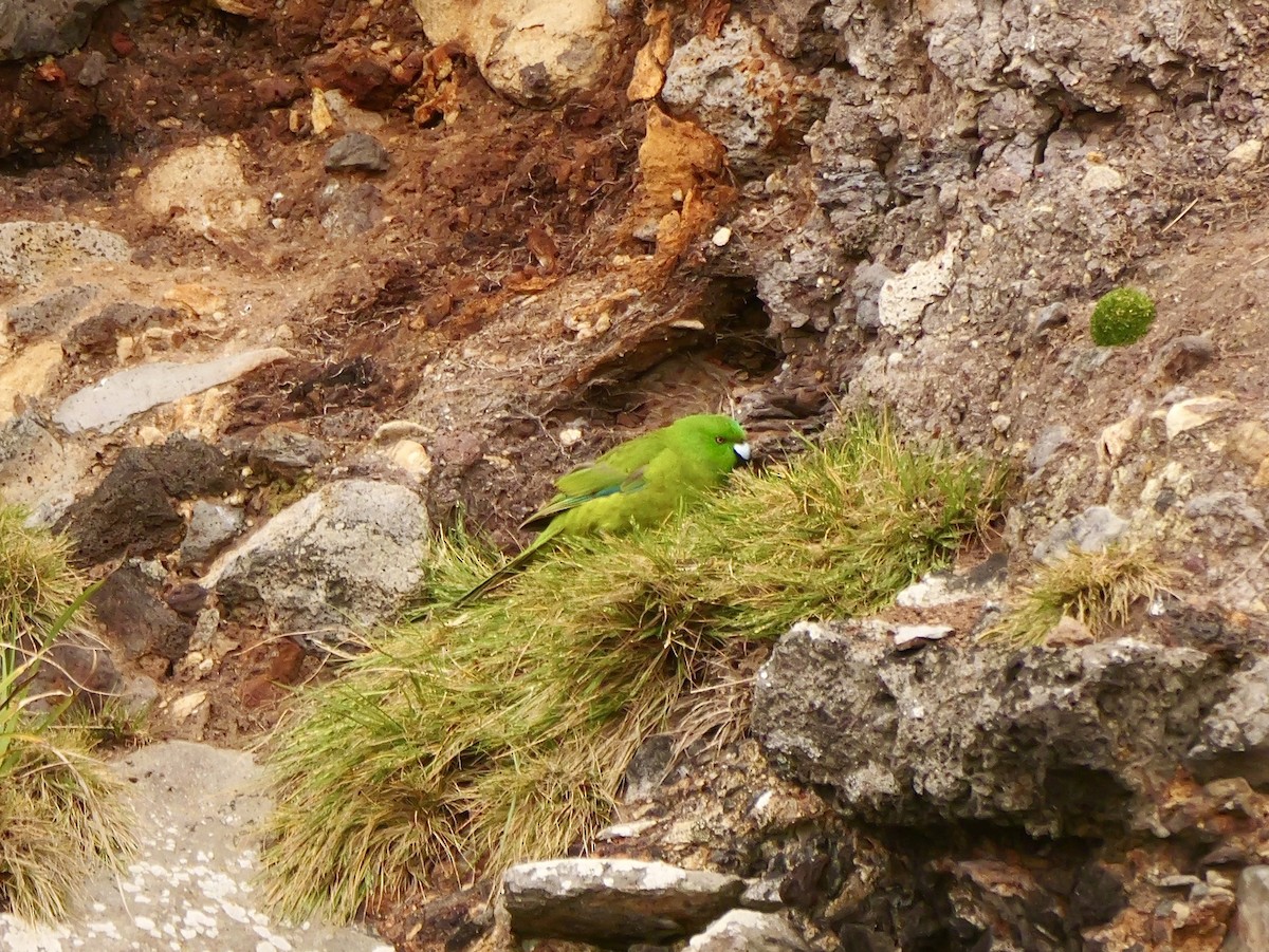 ムジアオハシインコ - ML646992864