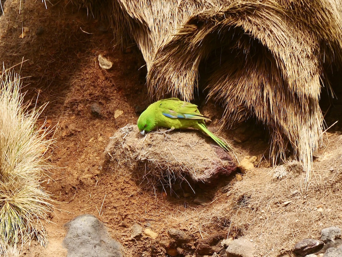 ムジアオハシインコ - ML646992865