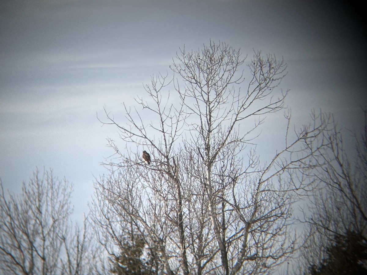 Buse à queue rousse - ML646992866