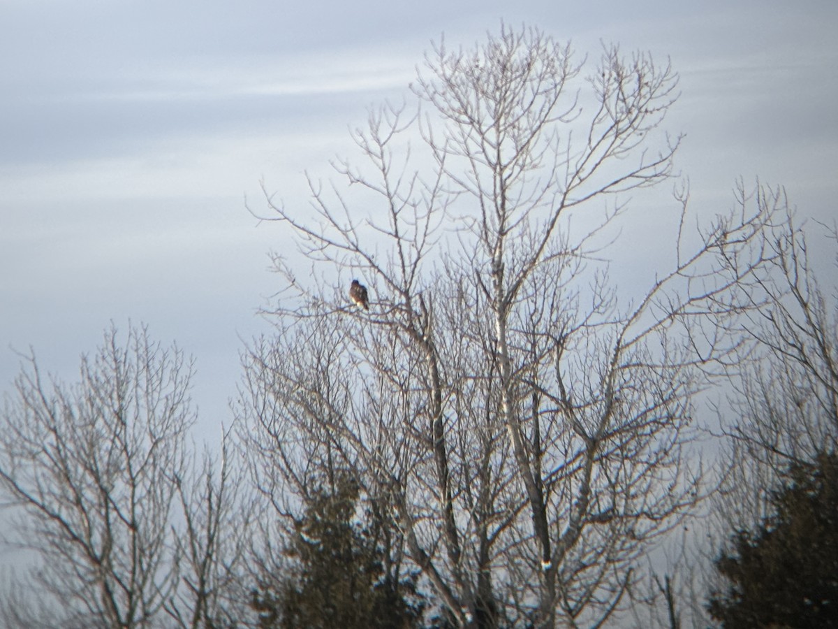 Buse à queue rousse - ML646992867