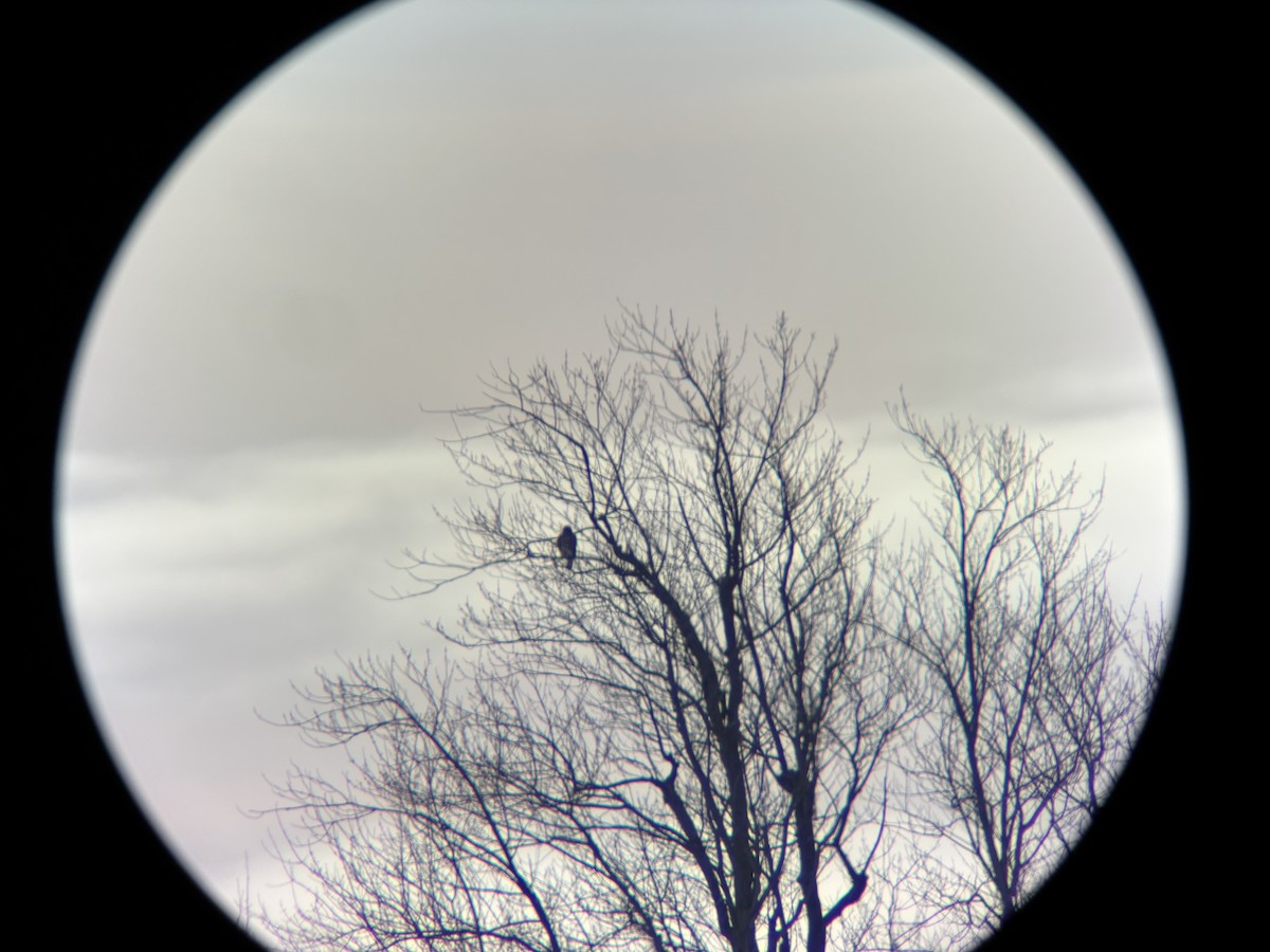 Buse à queue rousse - ML646992868