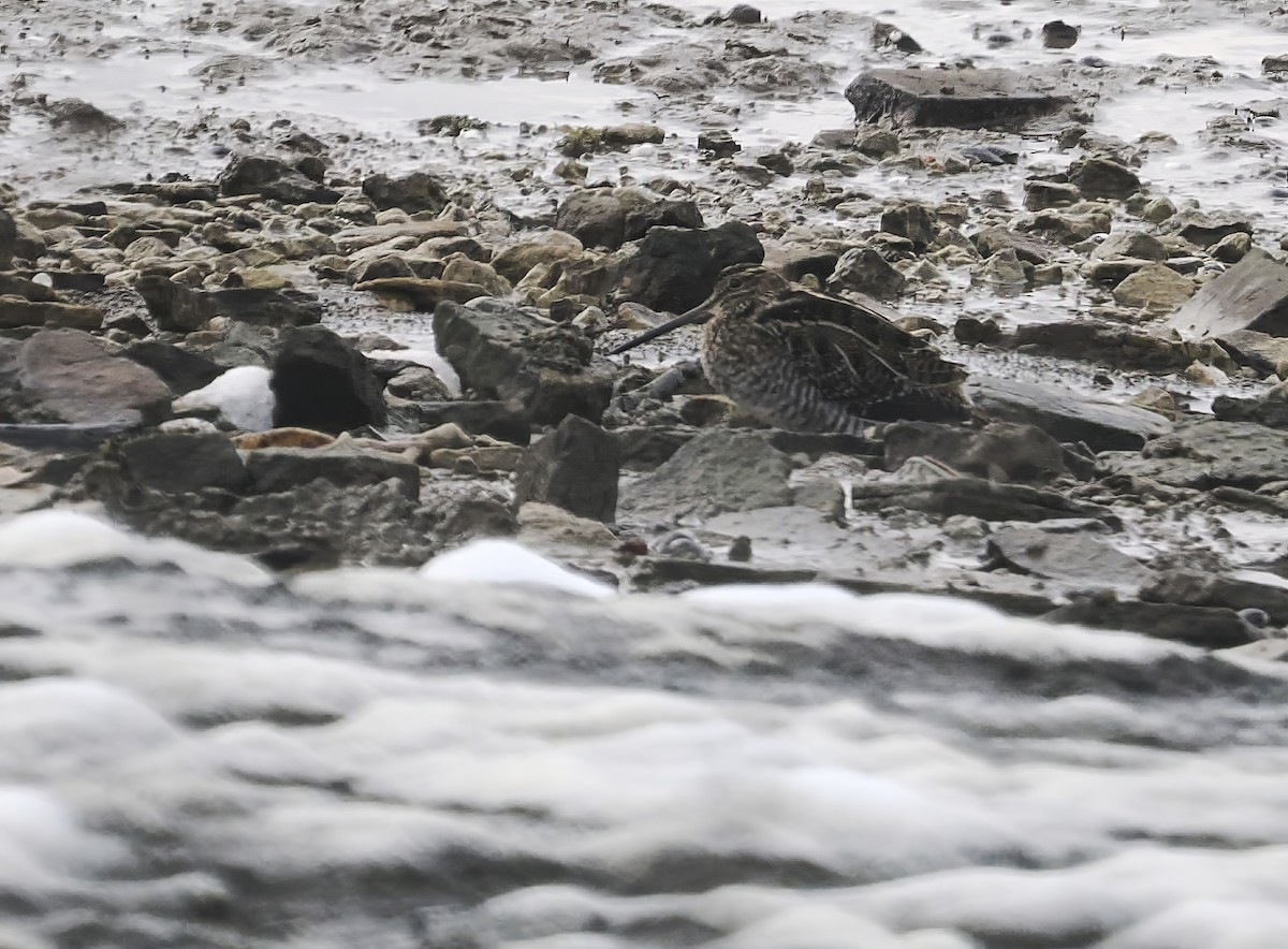 Баранець американський - ML646992869