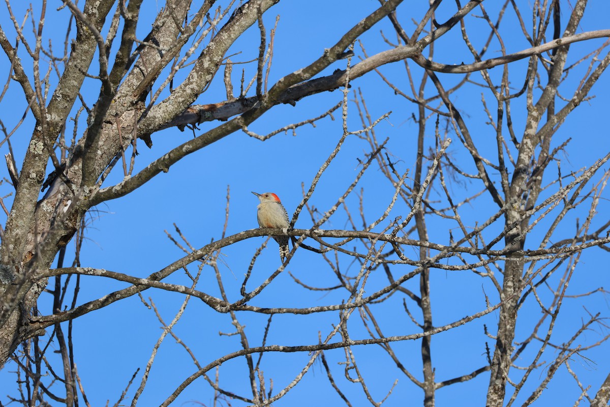 Pic à ventre roux - ML646992872