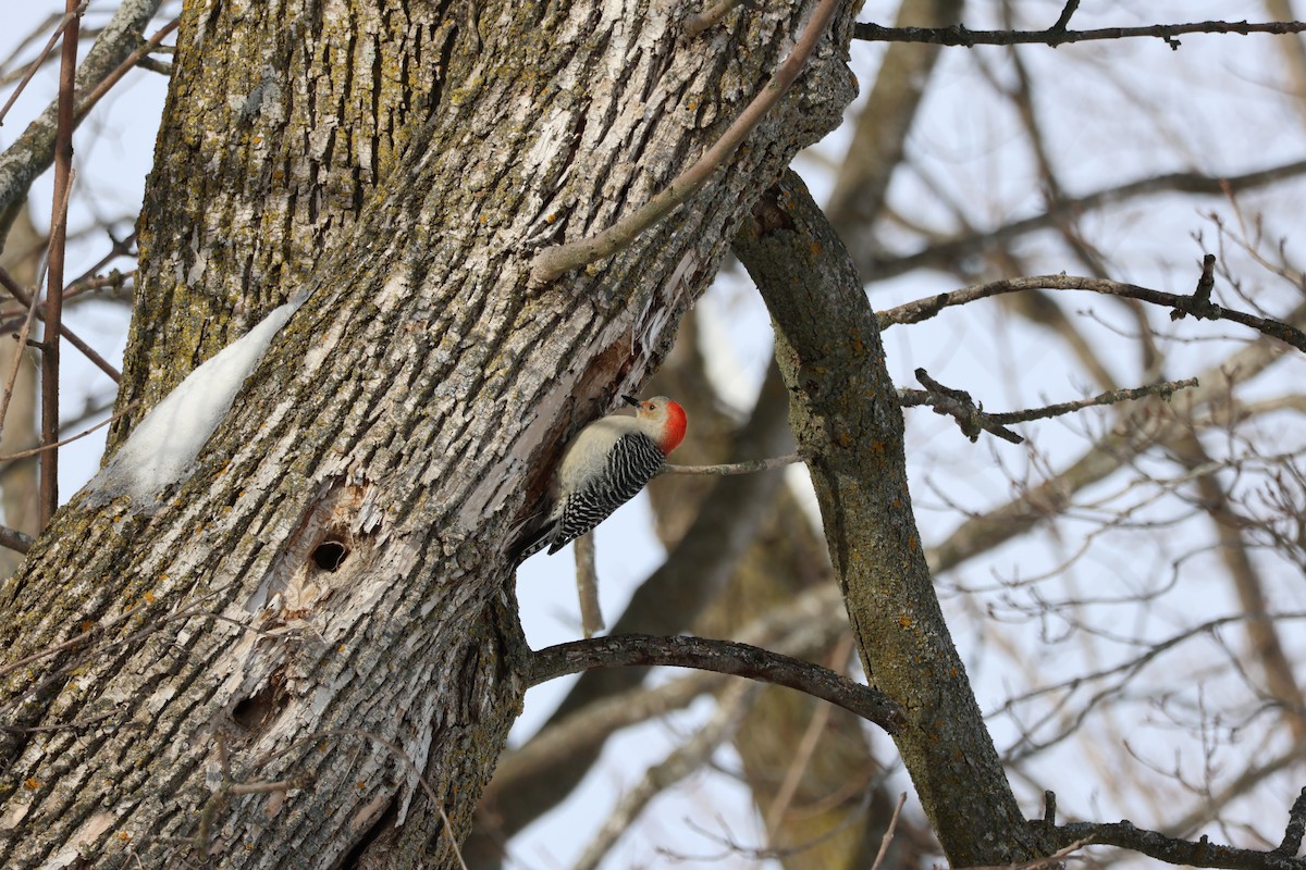 Pic à ventre roux - ML646992873