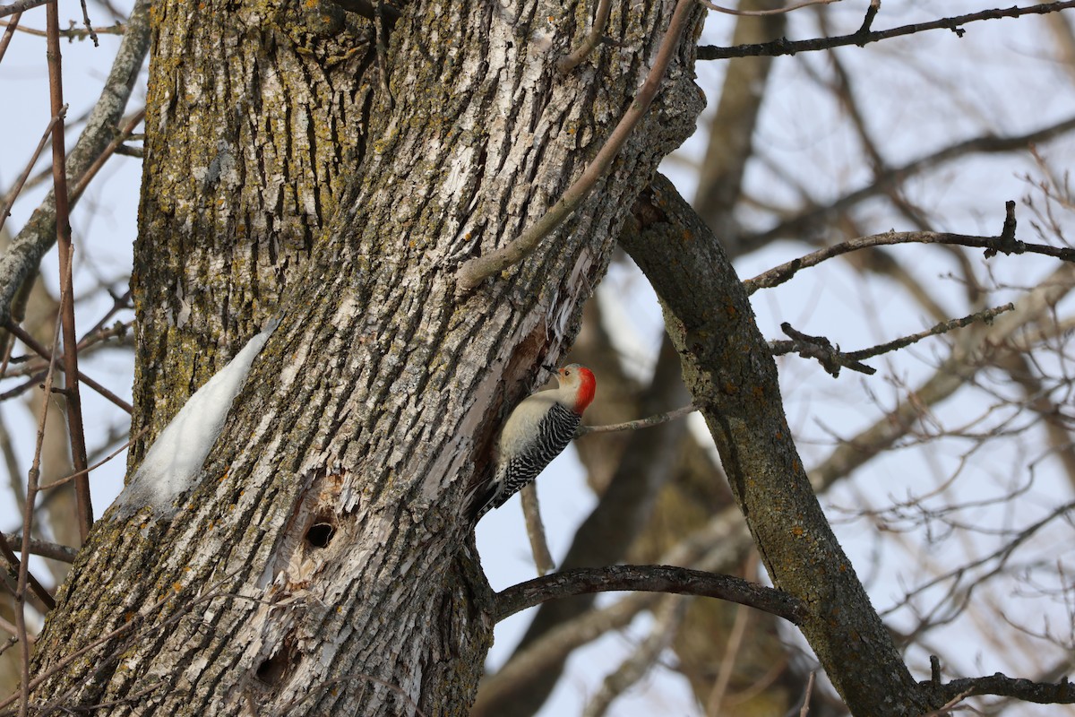 Pic à ventre roux - ML646992874