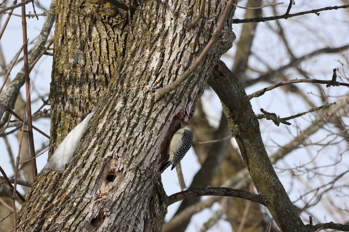 Pic à ventre roux - ML646992875