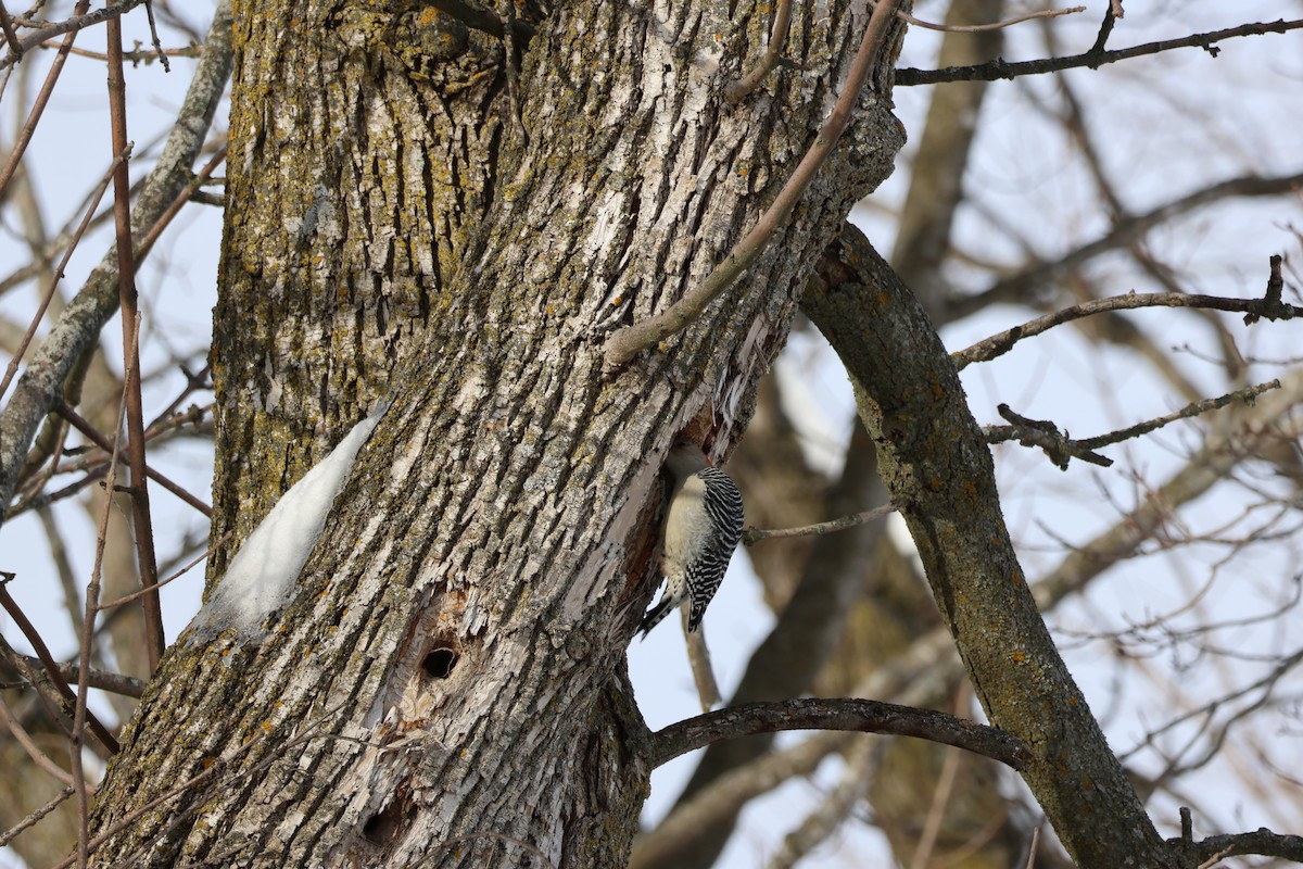 Pic à ventre roux - ML646992876