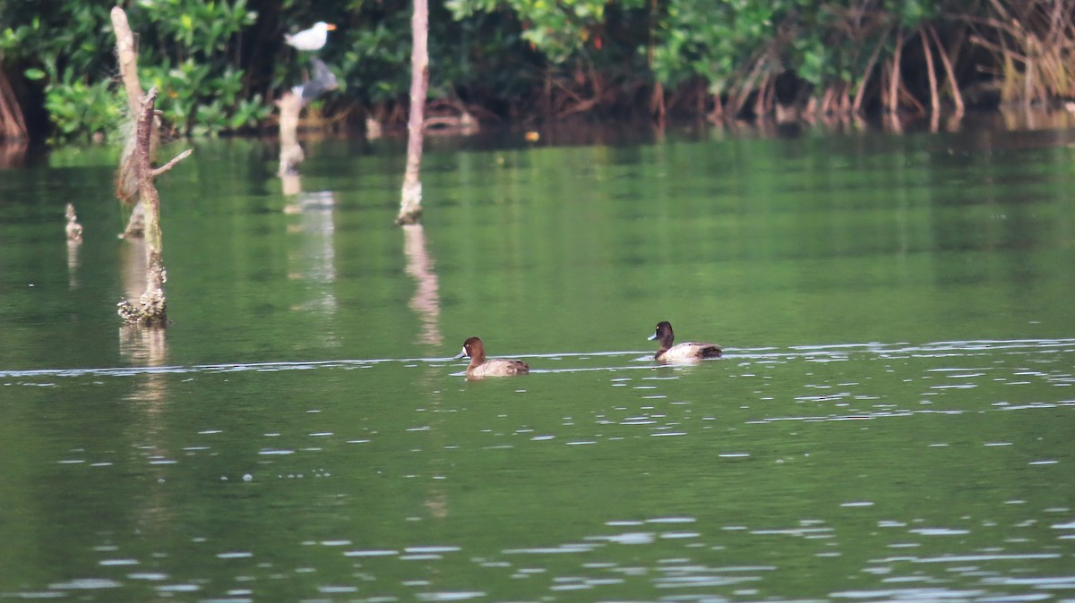 Murgilari txikia - ML646992877