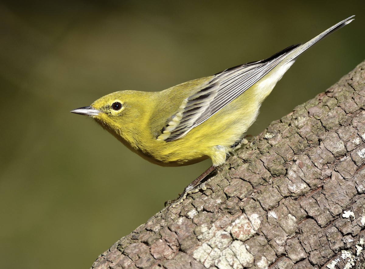 Pine Warbler - ML646992878