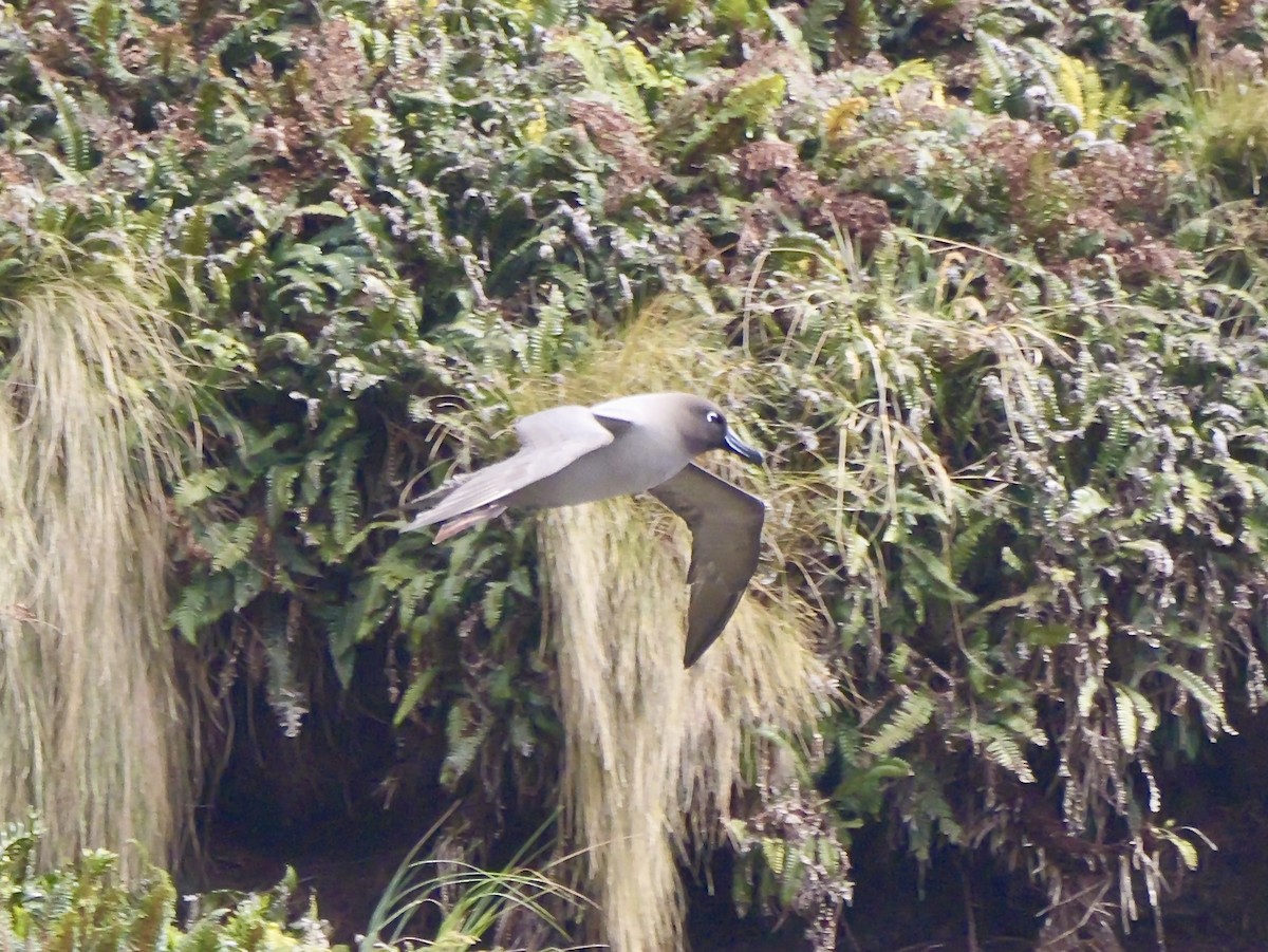 Light-mantled Albatross - ML646992880