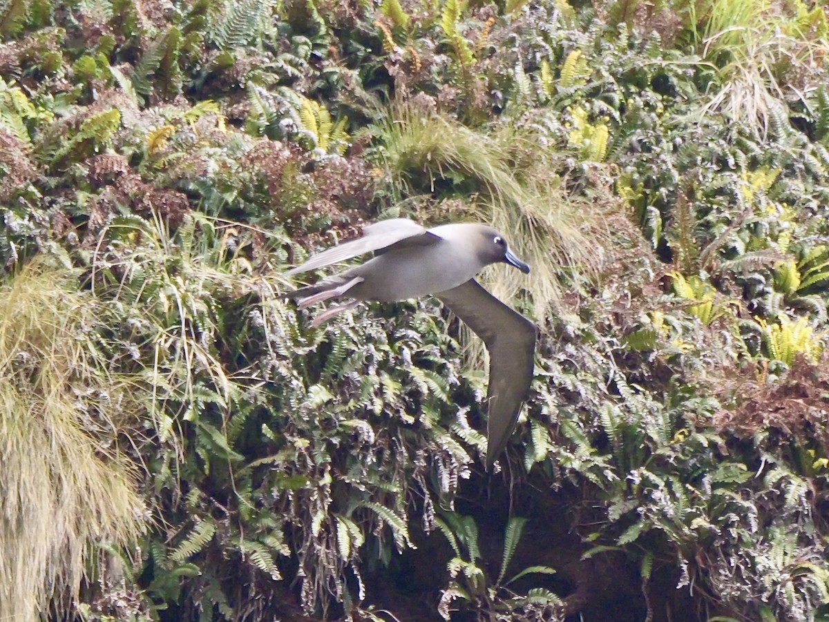 Light-mantled Albatross - ML646992881