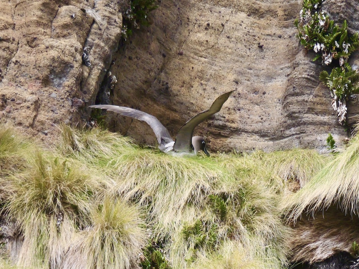 Light-mantled Albatross - ML646992882