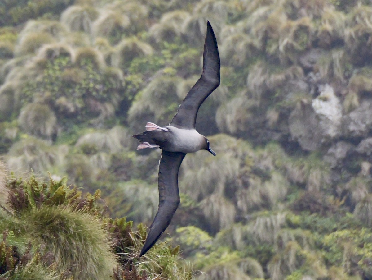 Light-mantled Albatross - ML646992883