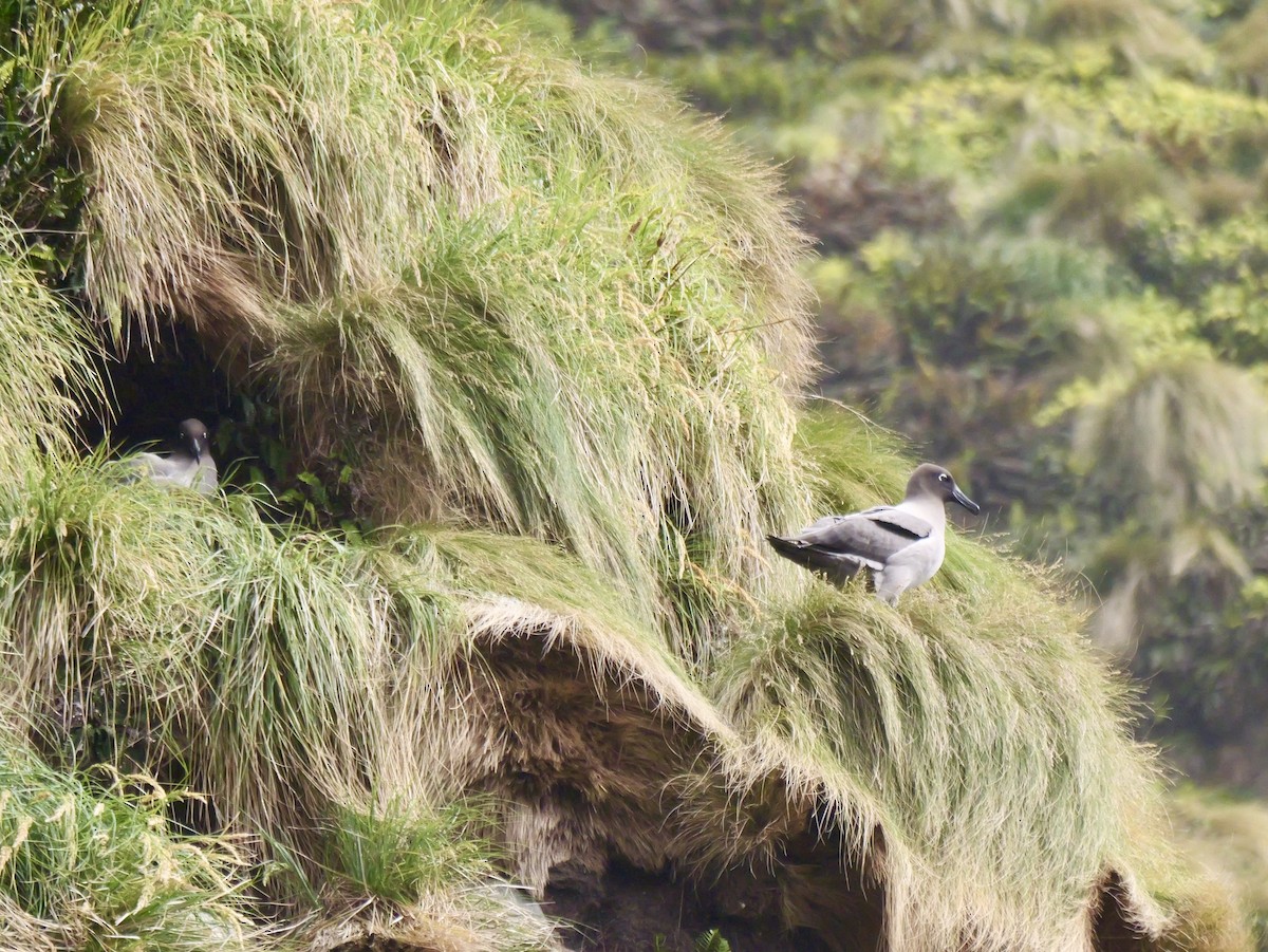 Light-mantled Albatross - ML646992884