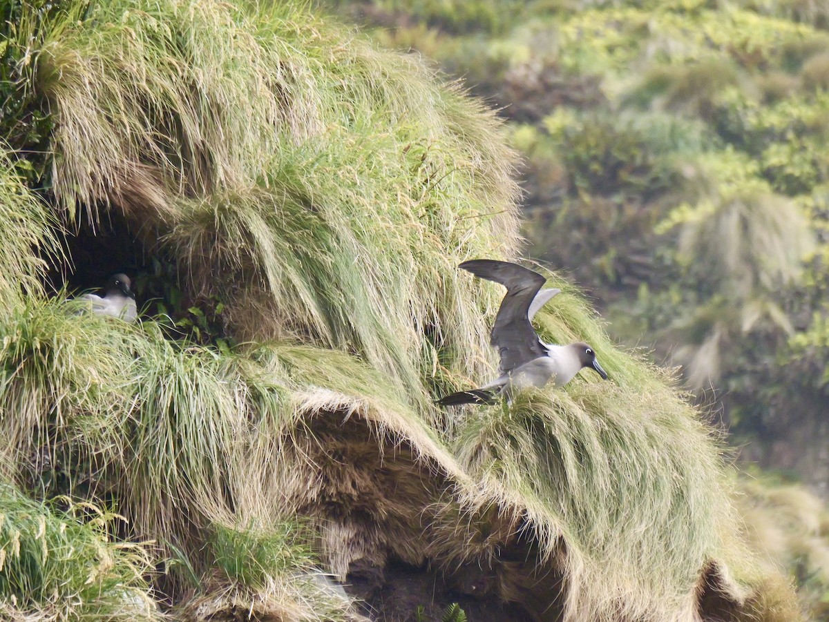 Light-mantled Albatross - ML646992885