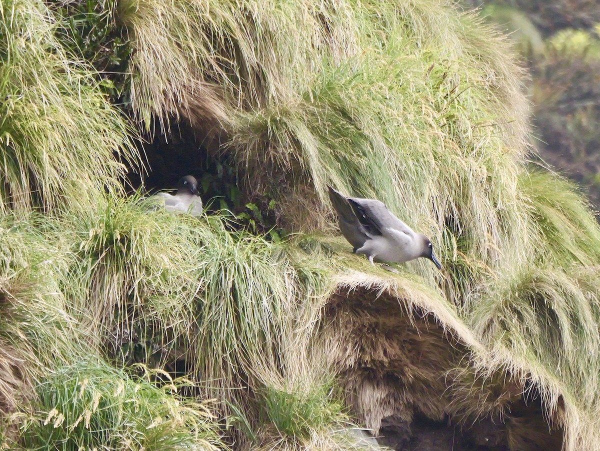 Light-mantled Albatross - ML646992886