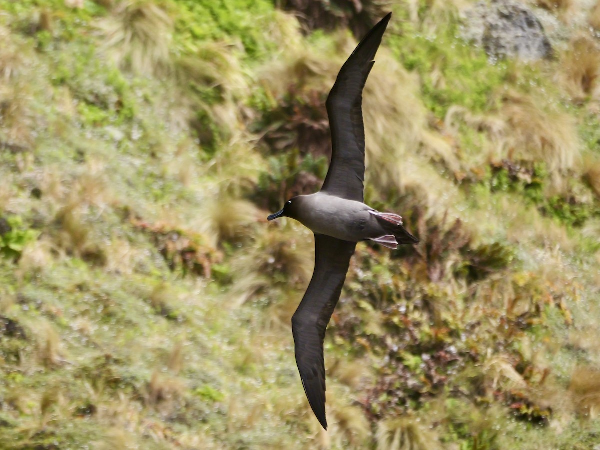 Light-mantled Albatross - ML646992887