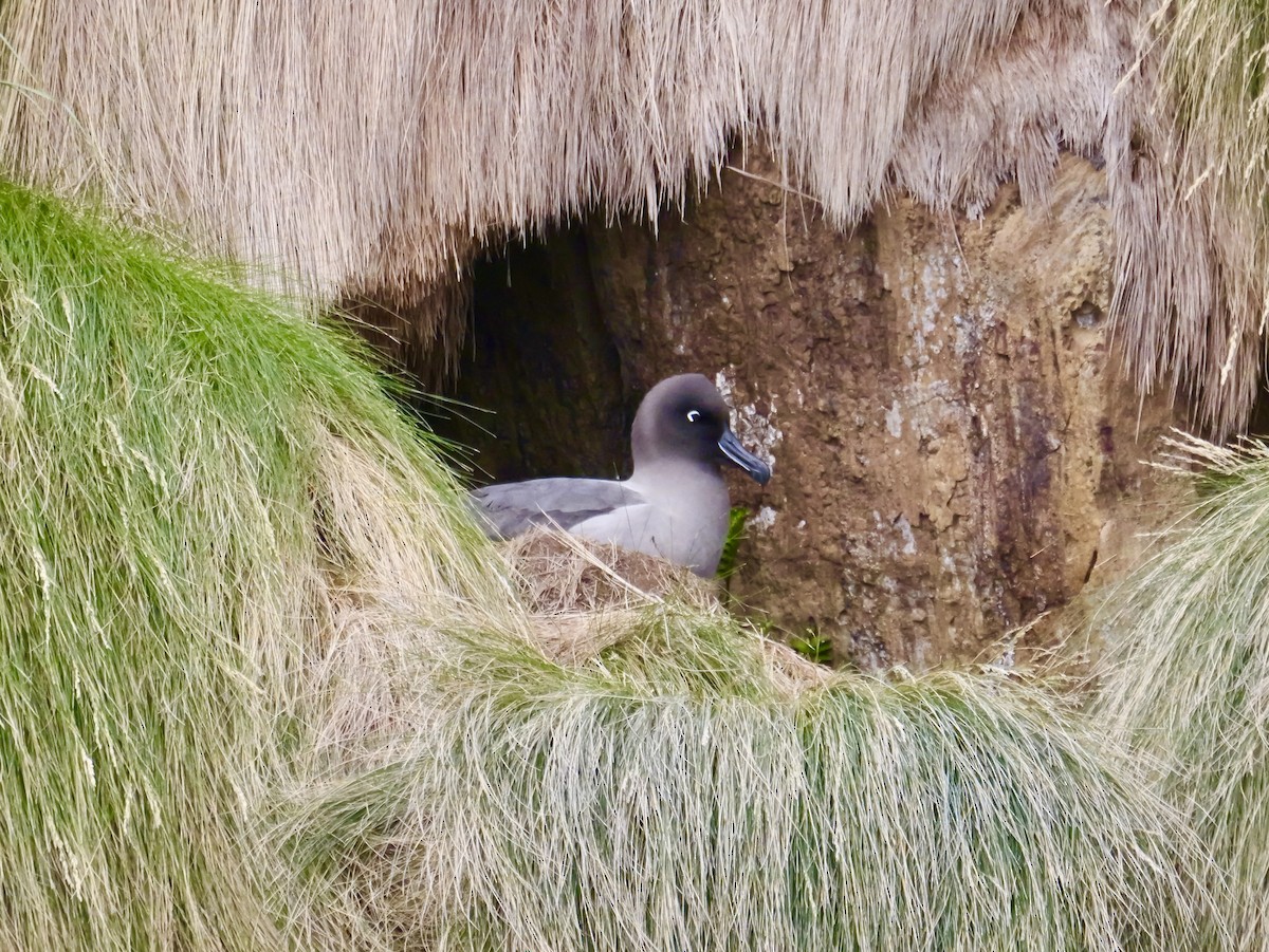 Light-mantled Albatross - ML646992888