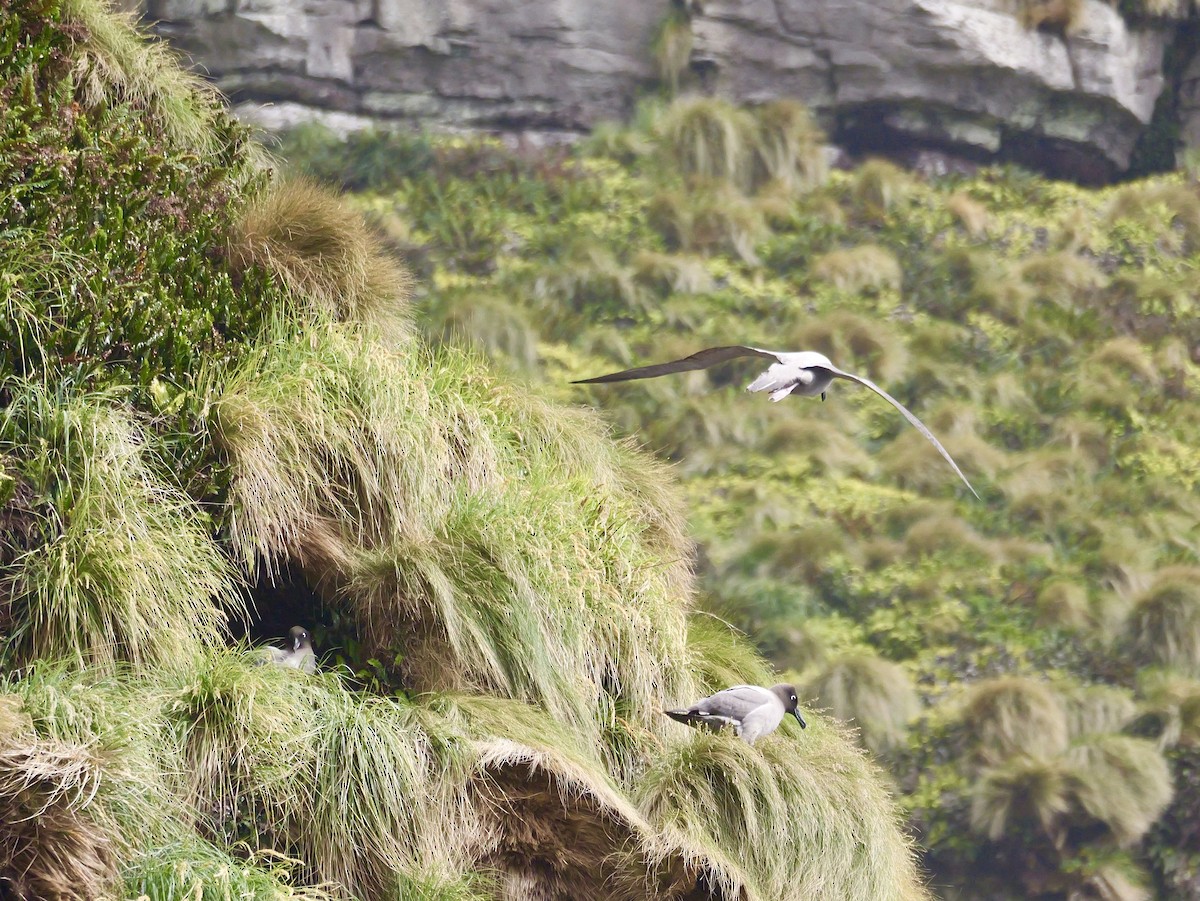 Light-mantled Albatross - ML646992889