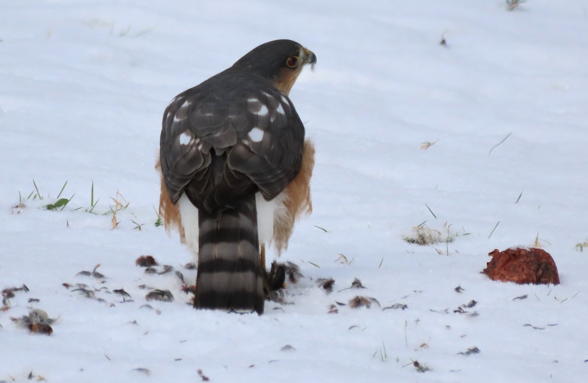 Американский перепелятник - ML646992890