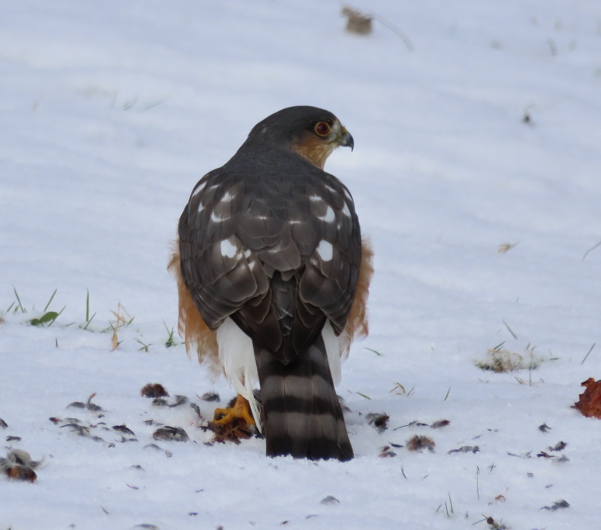 Американский перепелятник - ML646992891