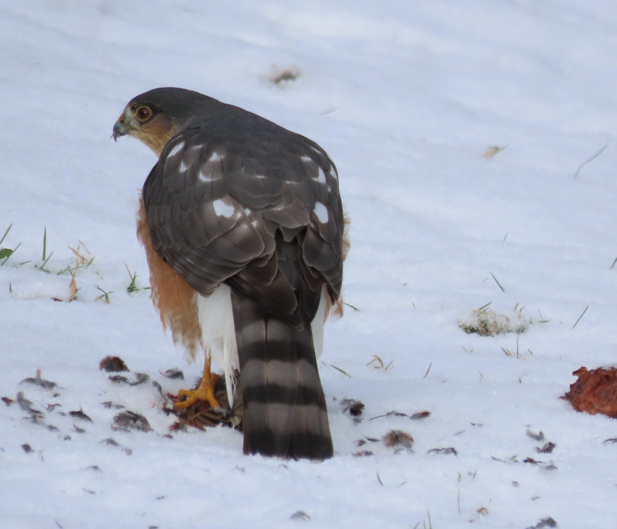 Американский перепелятник - ML646992892