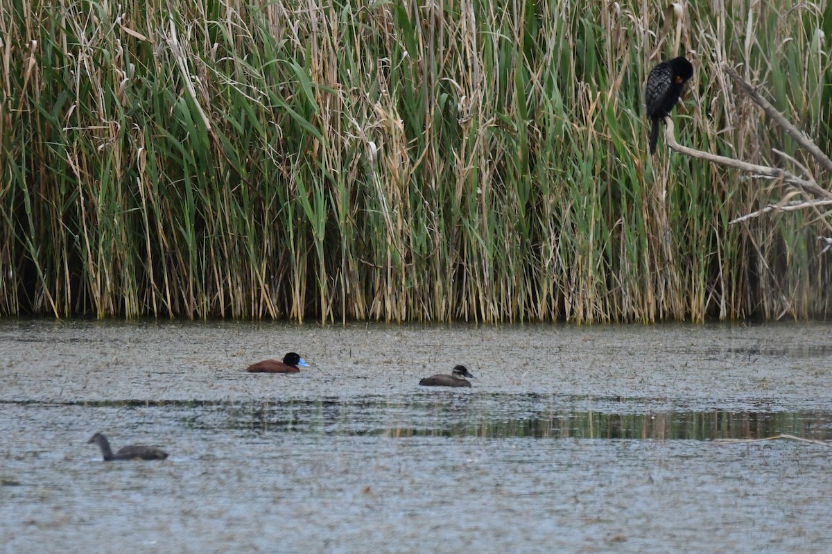 Afrika Dikkuyruğu - ML646992893