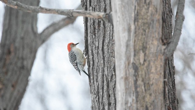 Red-bellied Woodpecker - ML646992894