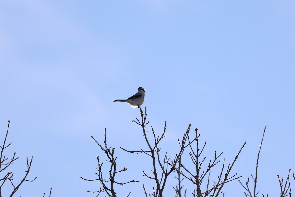 Pie-grièche boréale - ML646992895