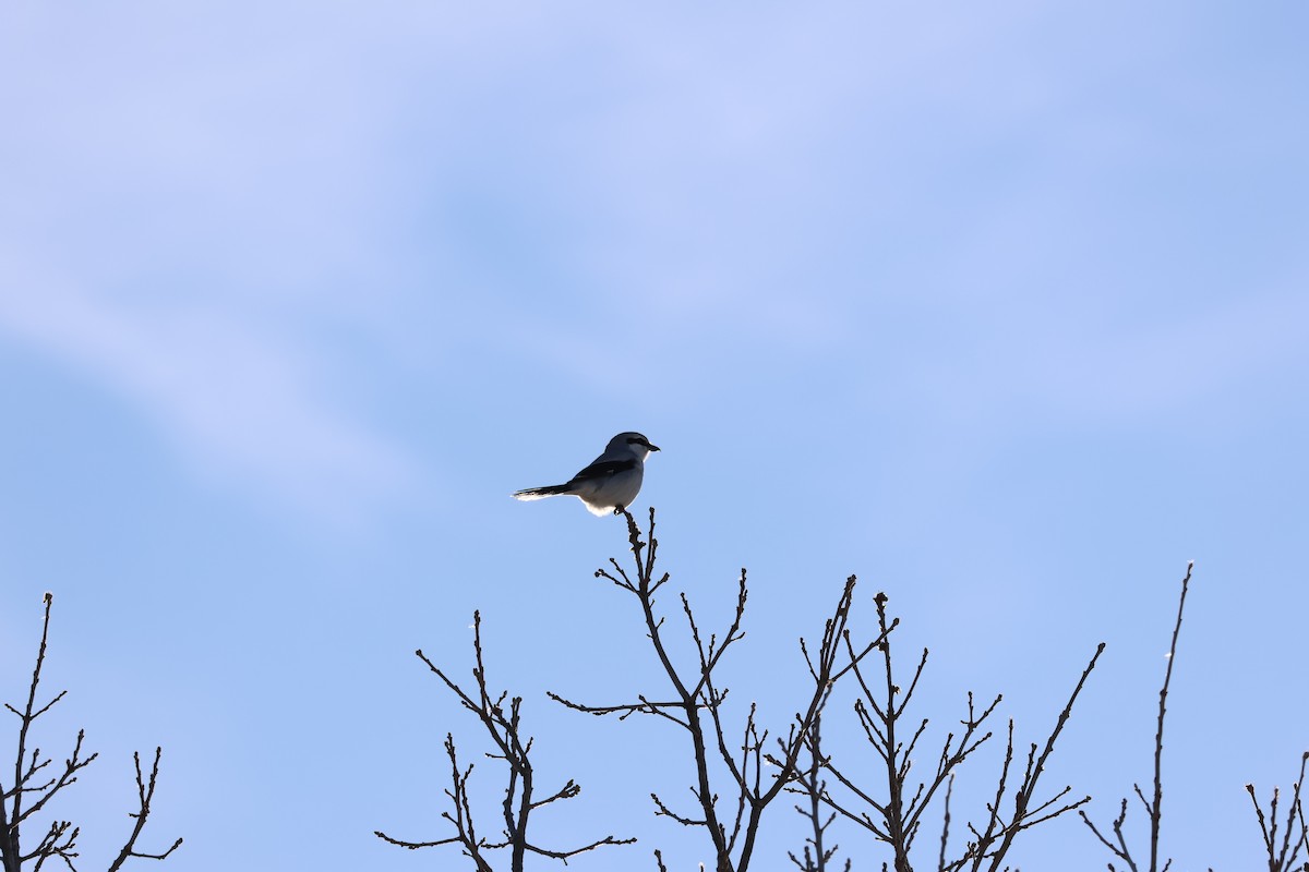 Pie-grièche boréale - ML646992896