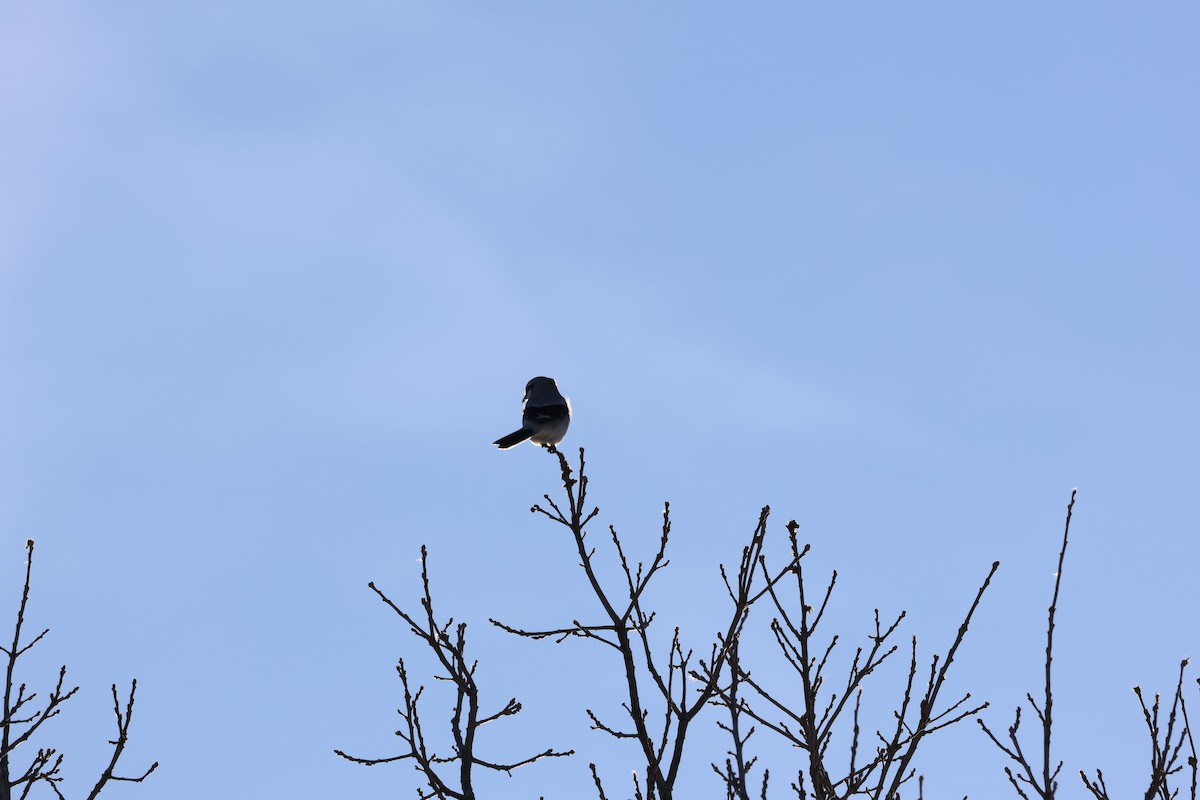 Pie-grièche boréale - ML646992897