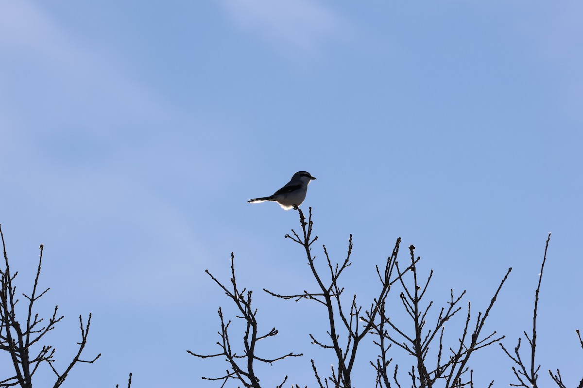 Pie-grièche boréale - ML646992898